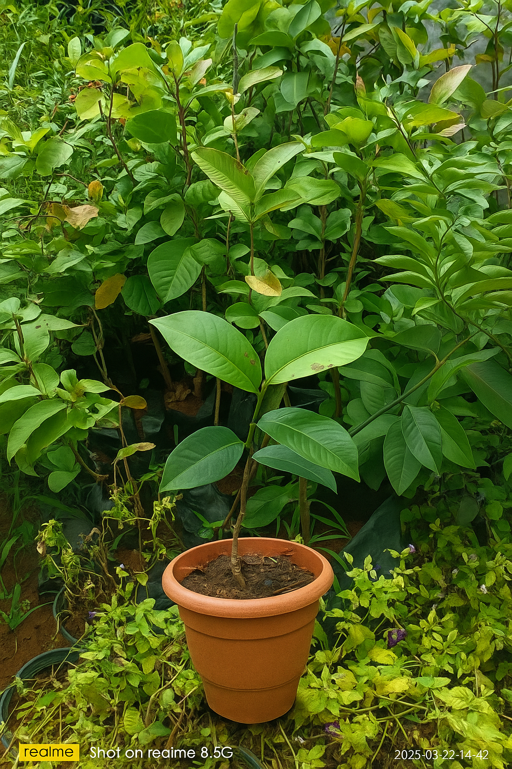 mangosteen plant 2 to 3 feet lowest price Guaranteed.