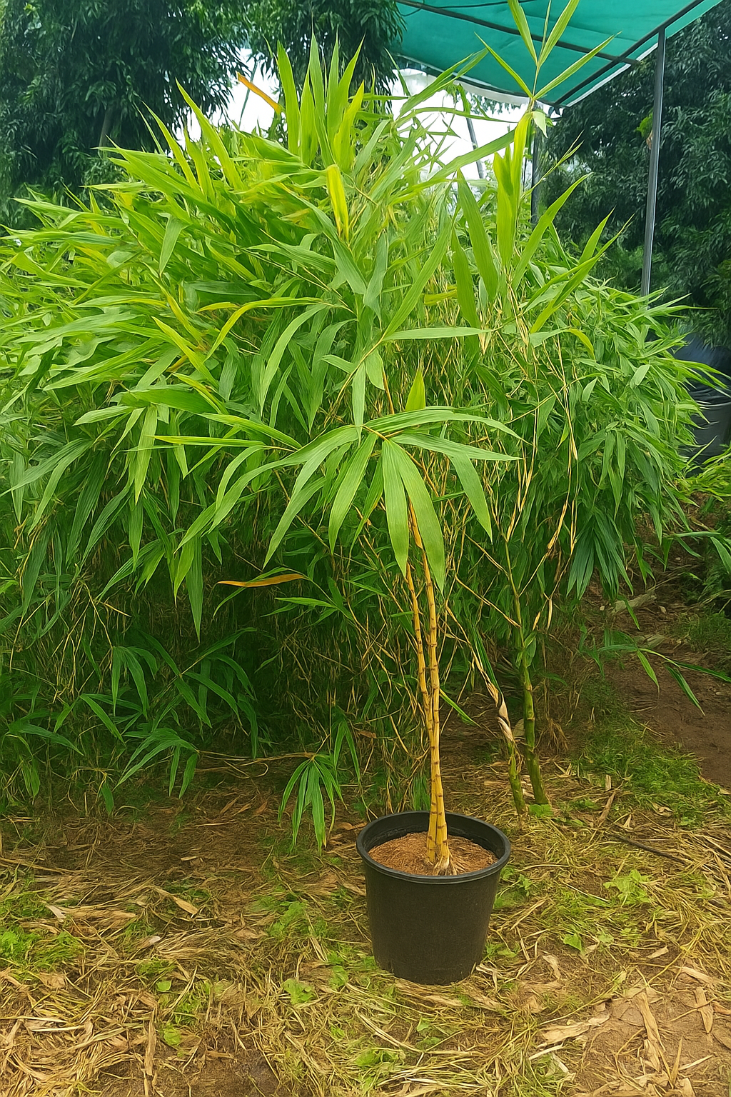Golden Bamboo Plant- lowest price guarantee.