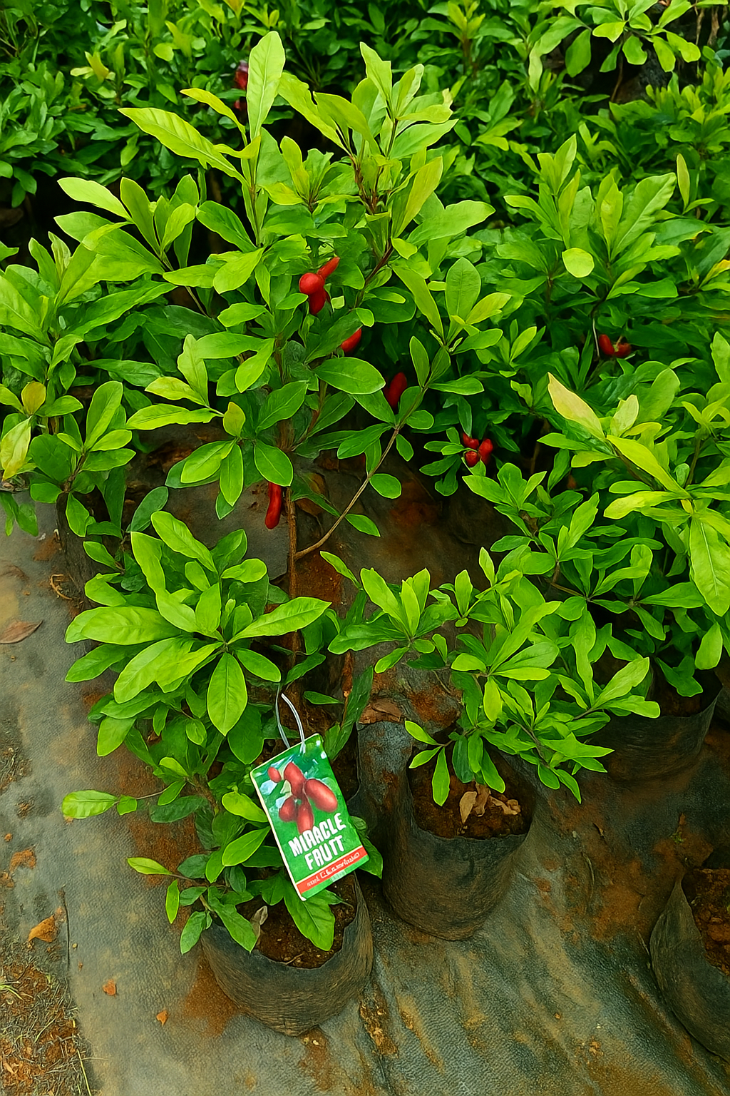 Miracle fruit Plant 2 feet Lowest price guaranteed.