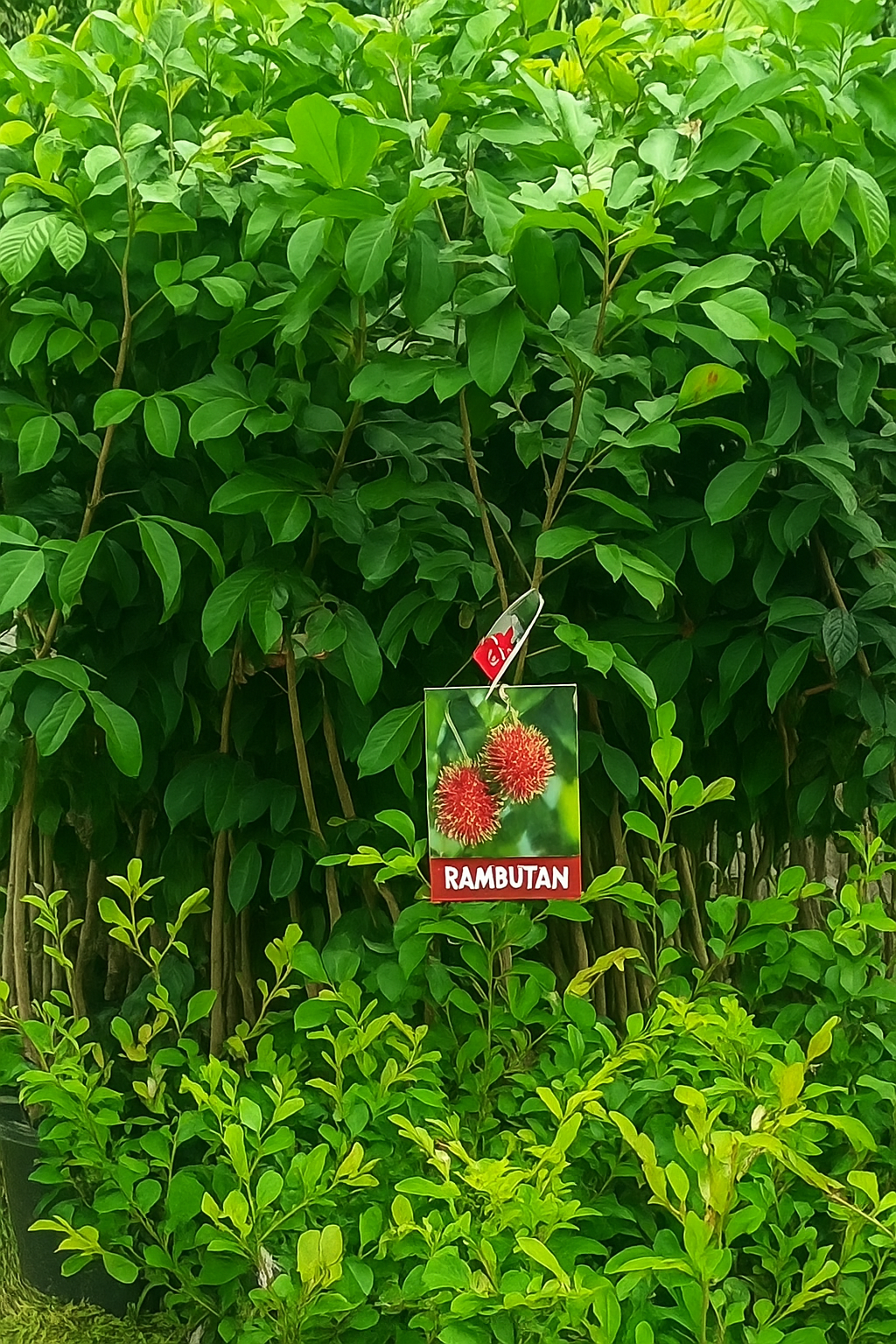 rambutan Plant 2 feet lowest price guaranteed.
