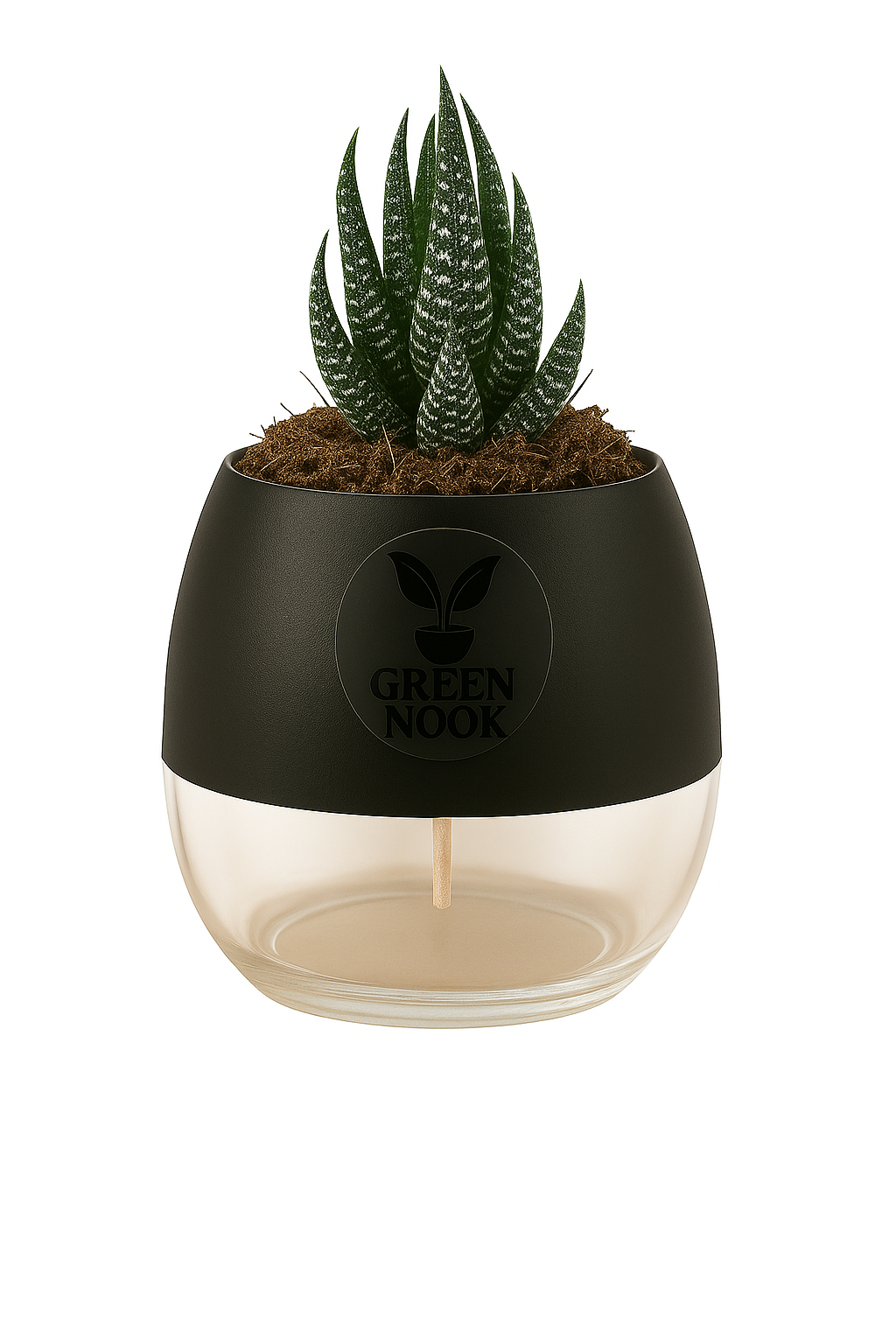 Zebra Haworthia succulent plant live indoor plant with self watering pot.