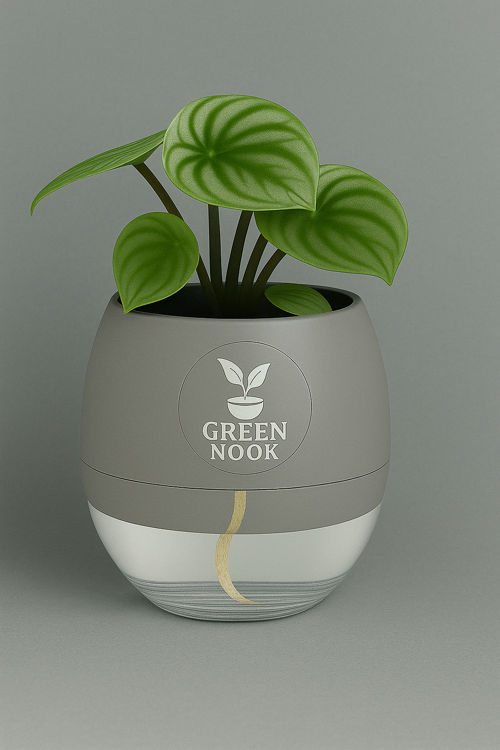 Peperomia Watermelon live indoor plant with self watering pot.