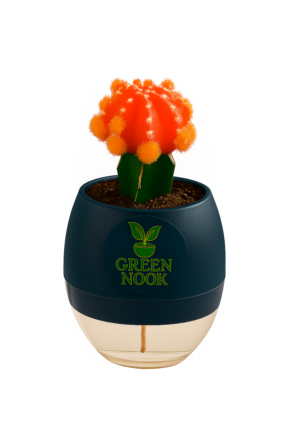 moon cactus plant live indoor plant with self watering pot