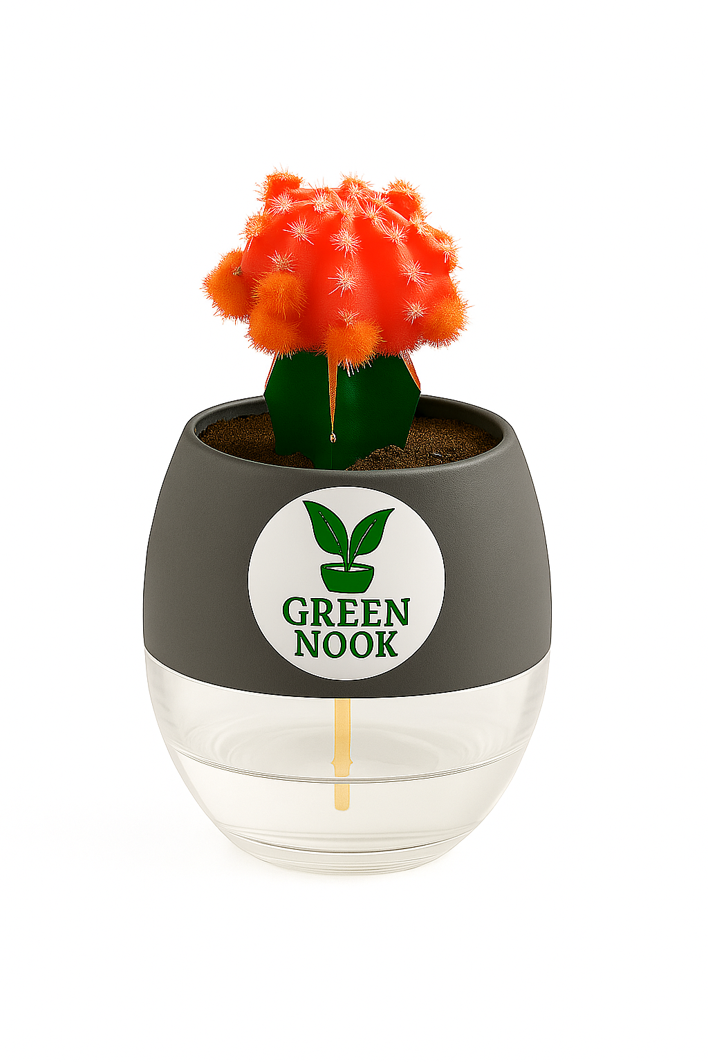 moon cactus plant live indoor plant with self watering pot