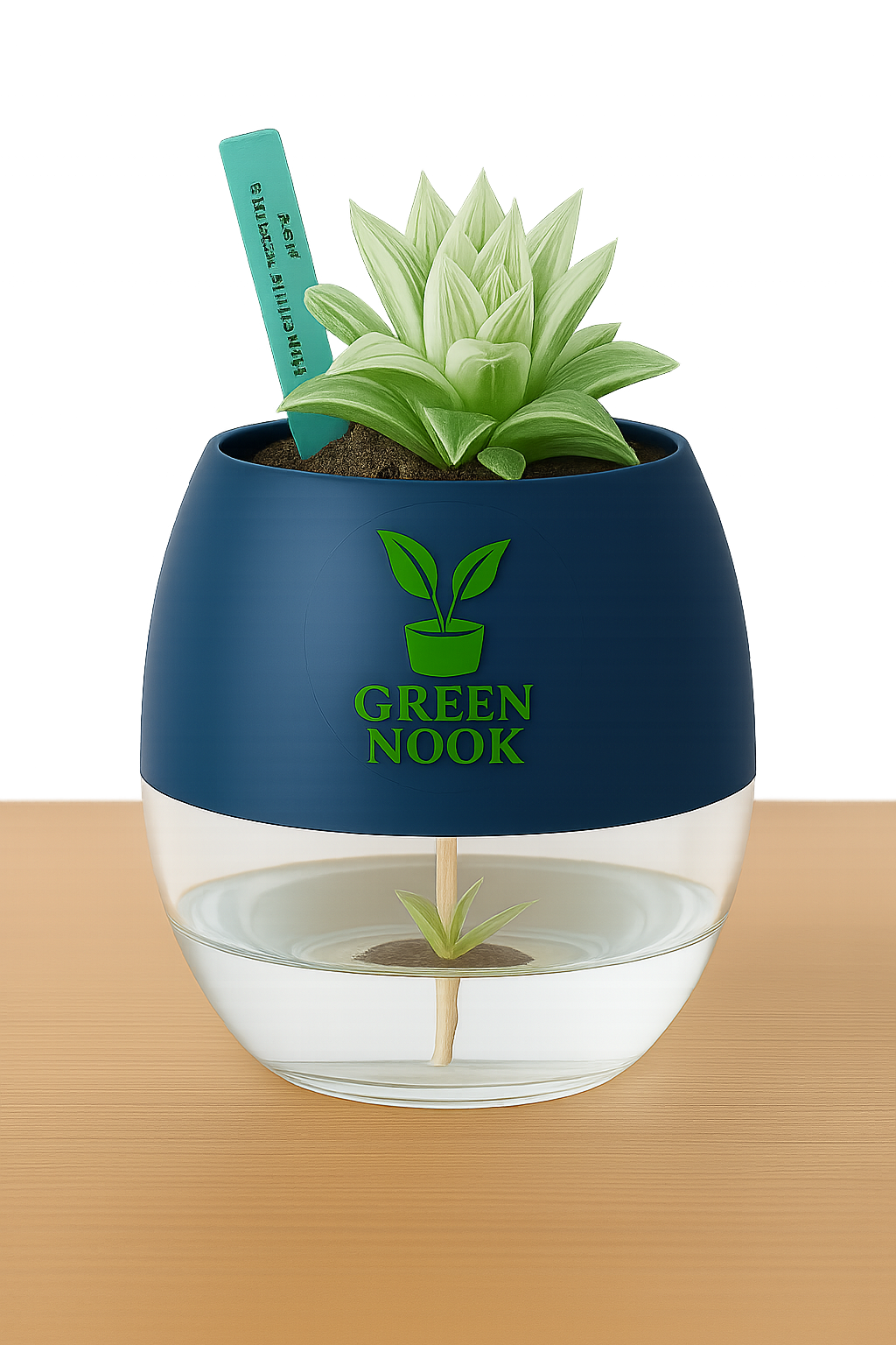 Haworthia retusa plant live indoor plant with self watering pot.