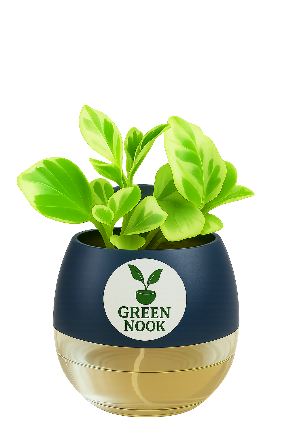 Peperomia Variegated plant live air purifying indoor plant with self watering pot.
