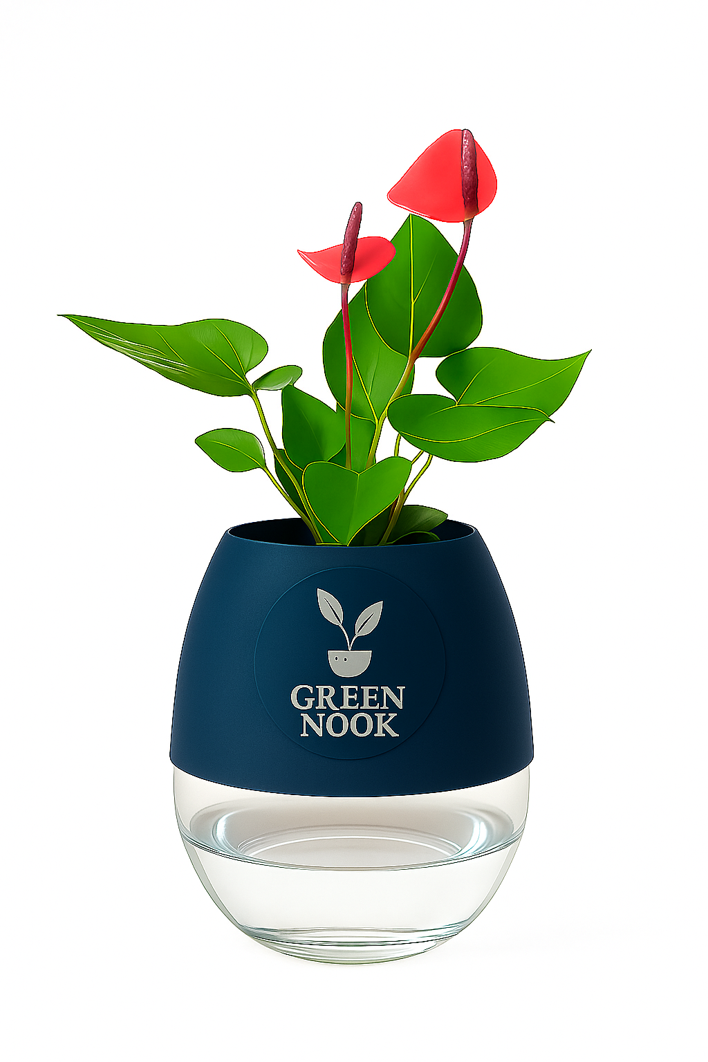 Anthurium Red plant flamingo flower plant live air purifying indoor plant with self watering pot.