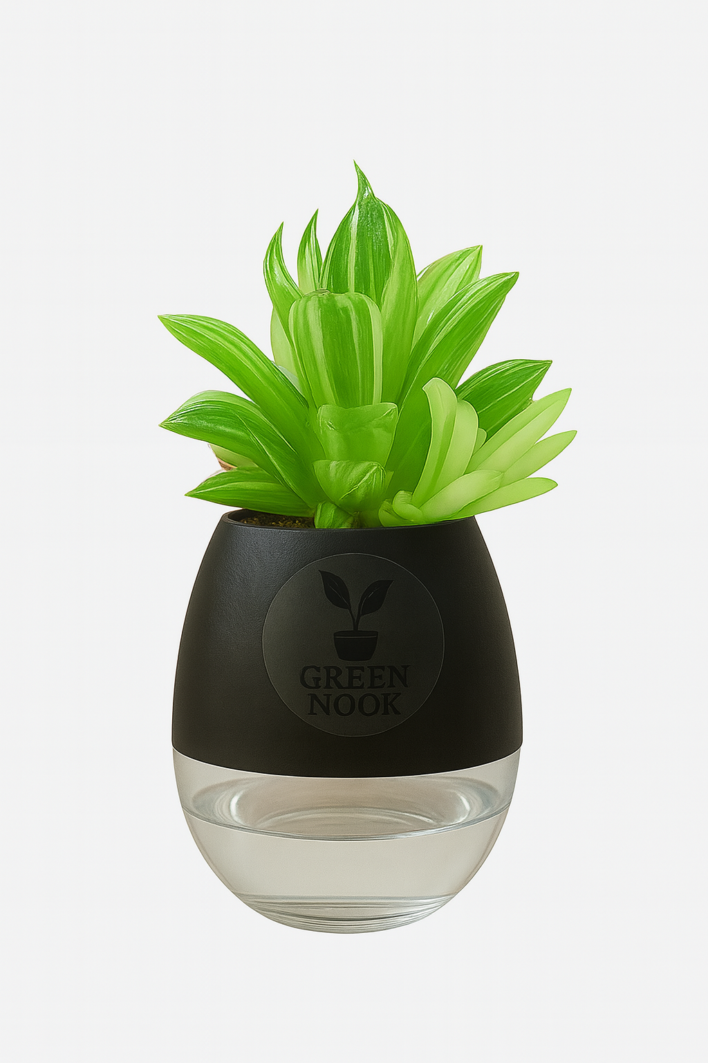 Haworthia limiforia plant live air purifying indoor plant with self watering pot.