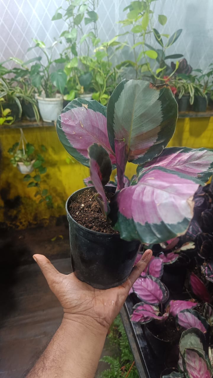 The paradise calathea roseopicta "Rosy' live indoor house hold plant with self watering pot.