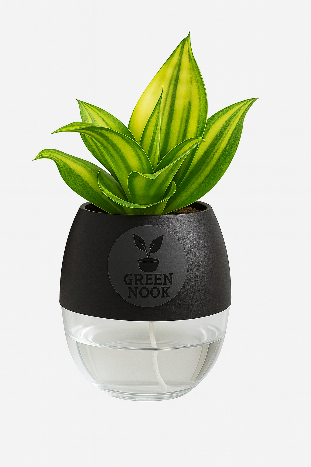 Sansevia green with golden snake plant live indoor plant with self watering pot.