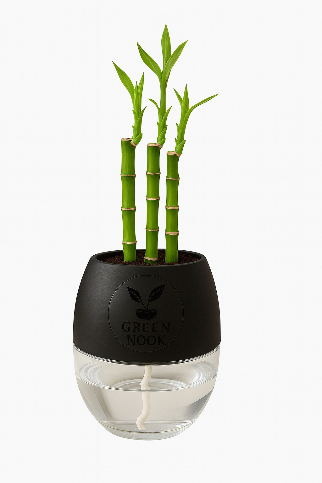 Lucky bamboo Plant with self watering pot.