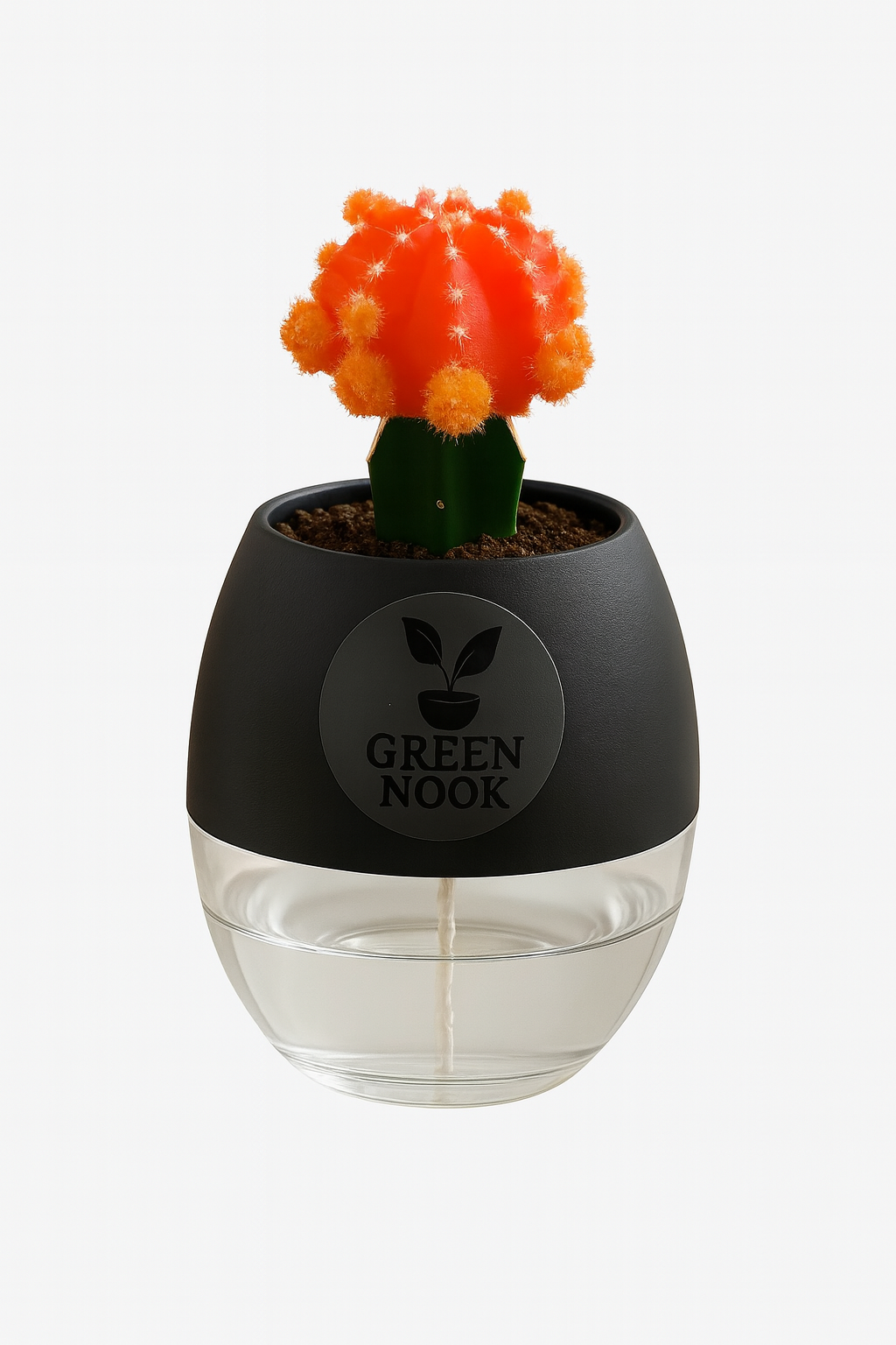 moon cactus plant live indoor plant with self watering pot.
