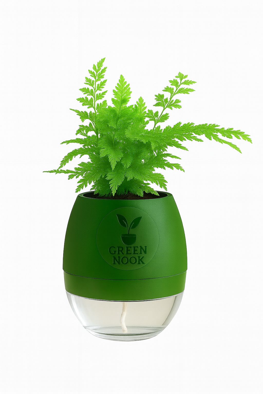 Araucaria plant live air purifying indoor plant with self watering pot.