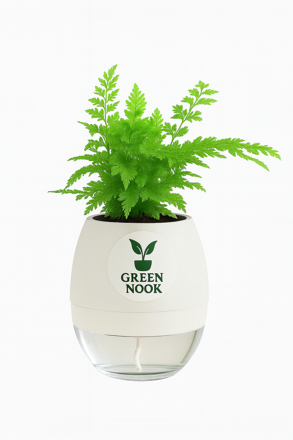 Araucaria plant live air purifying indoor plant with self watering pot.