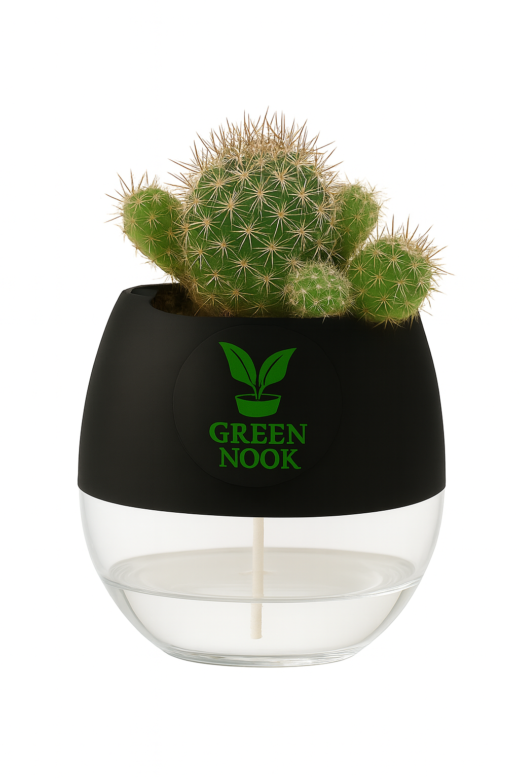 Noto Cactus rutilant plant live indoor plant with self watering pot.