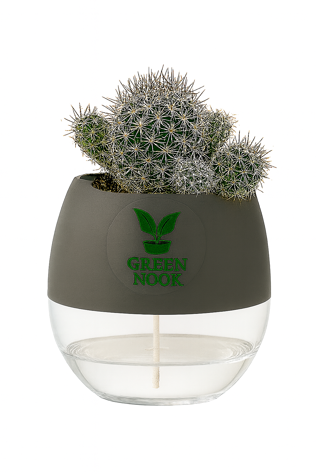 Noto Cactus rutilant plant live indoor plant with self watering pot.