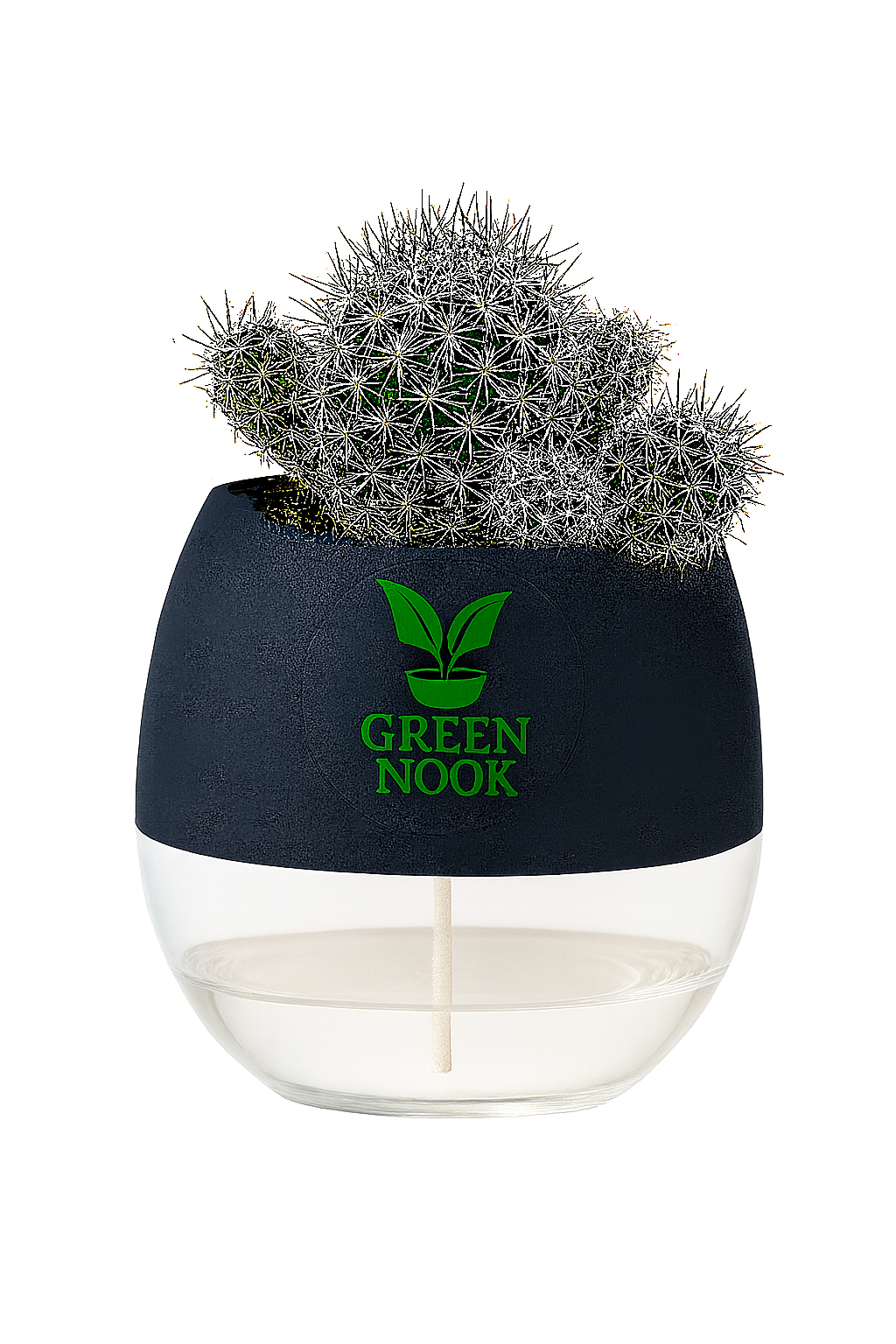 Noto Cactus rutilant plant live indoor plant with self watering pot.