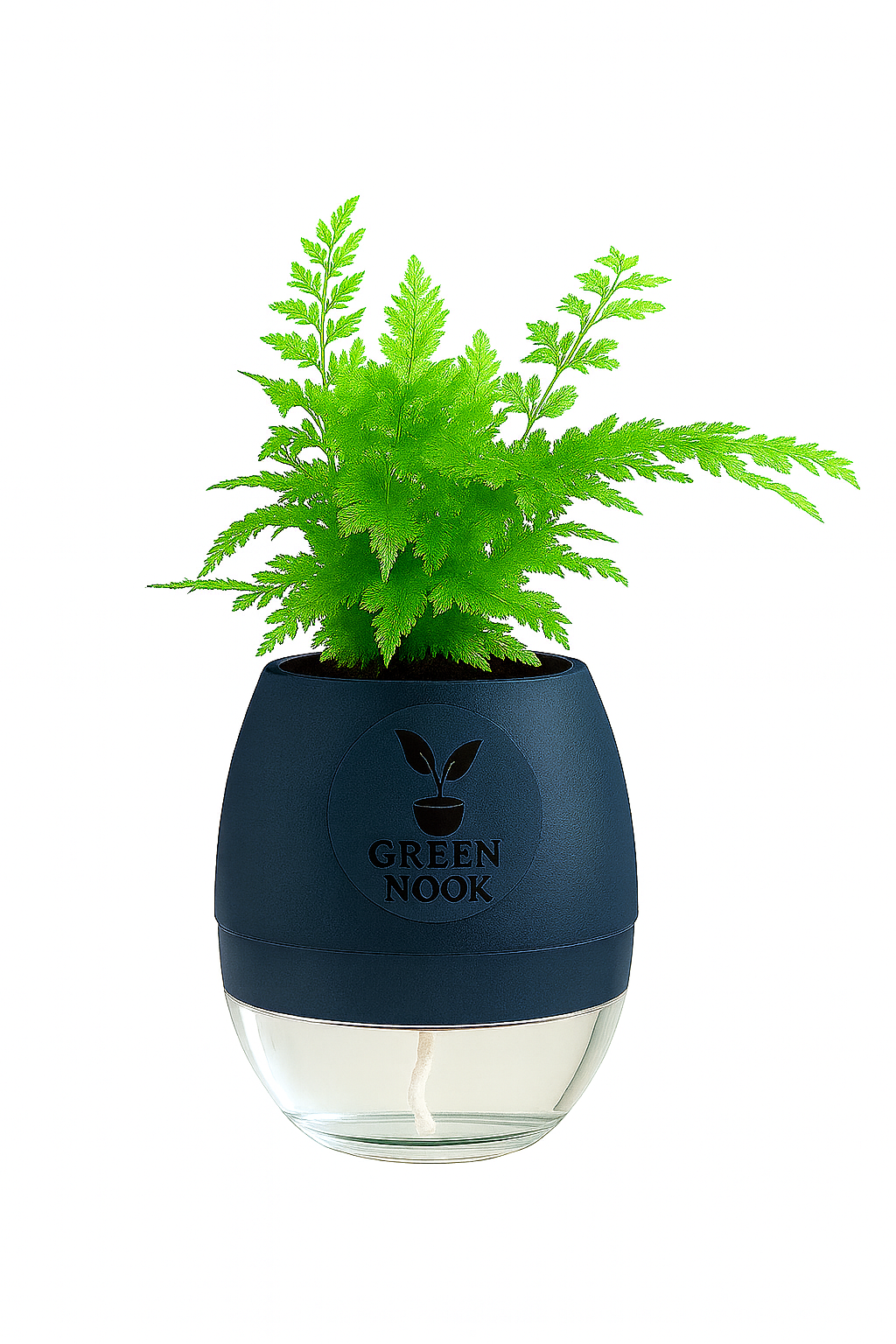 Araucaria plant live air purifying indoor plant with self watering pot.