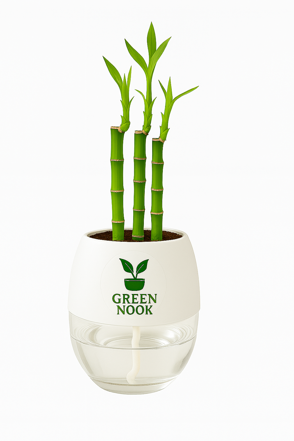 Lucky bamboo Plant with self watering pot.