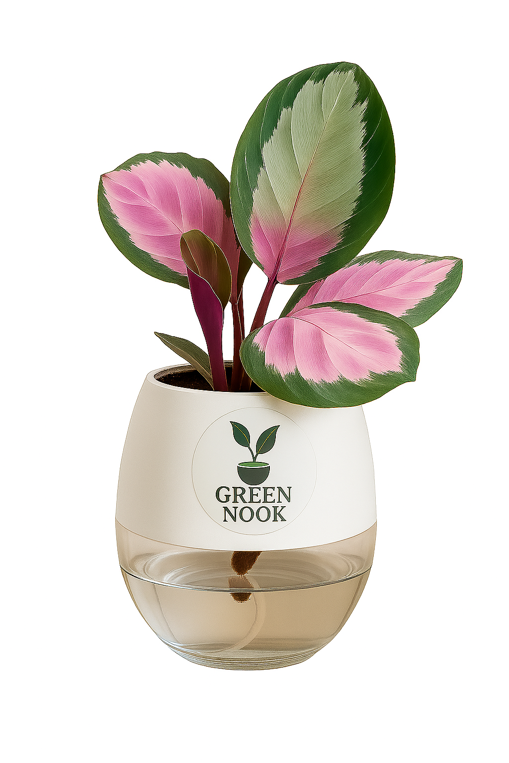 The paradise calathea roseopicta "Rosy' live indoor house hold plant with self watering pot.