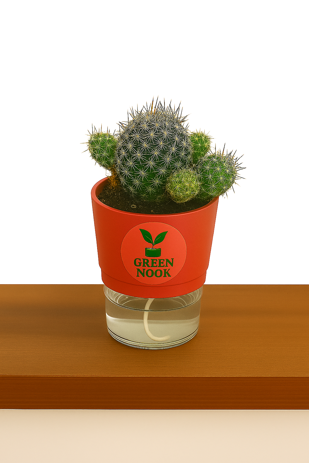 Noto Cactus rutilant plant live indoor plant with self watering pot.