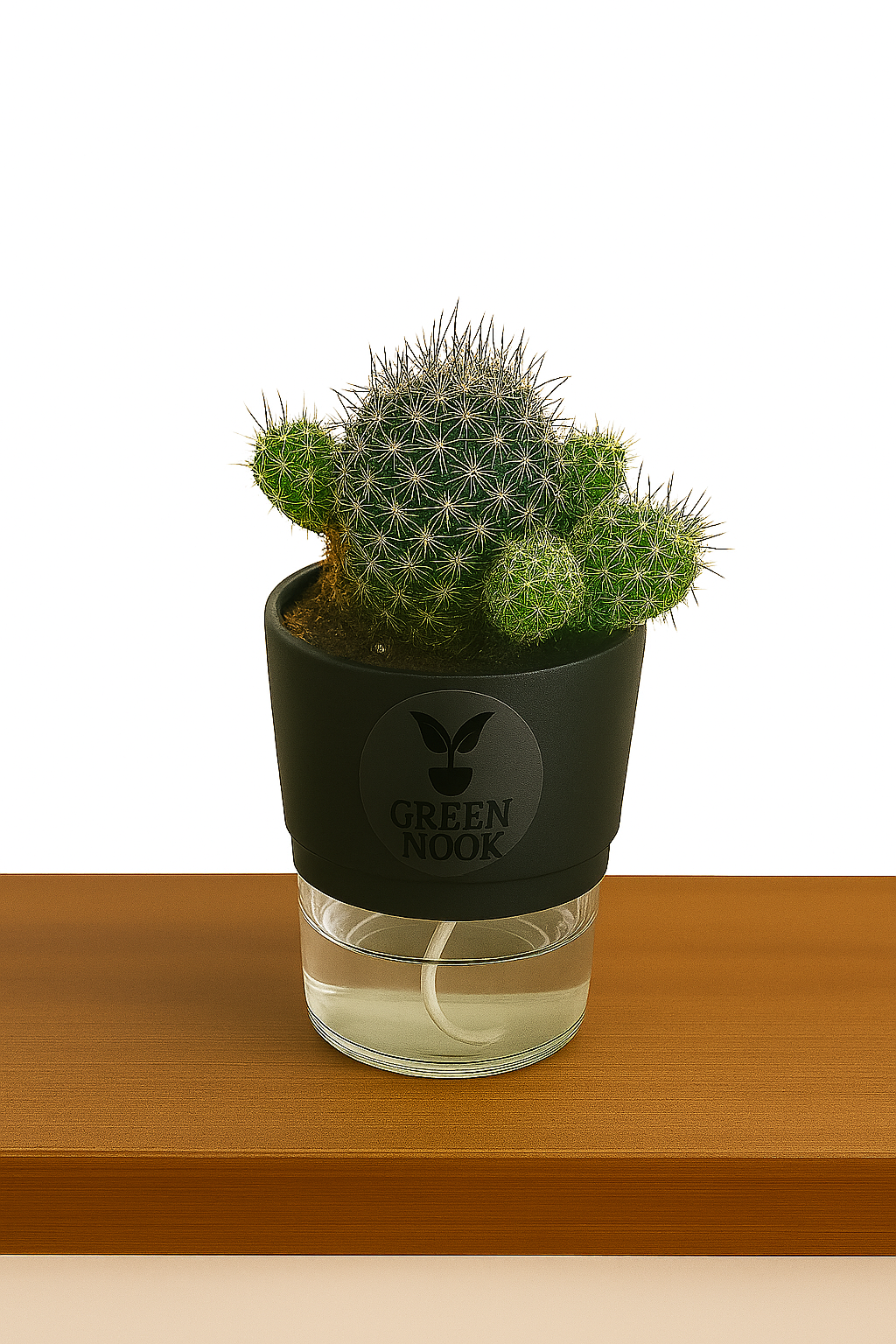 Noto Cactus rutilant plant live indoor plant with self watering pot.