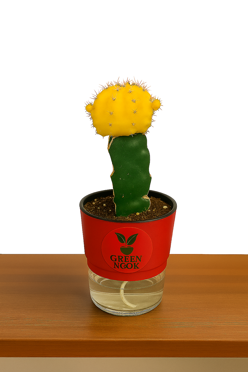 moon cactus plant live indoor plant with self watering pot.
