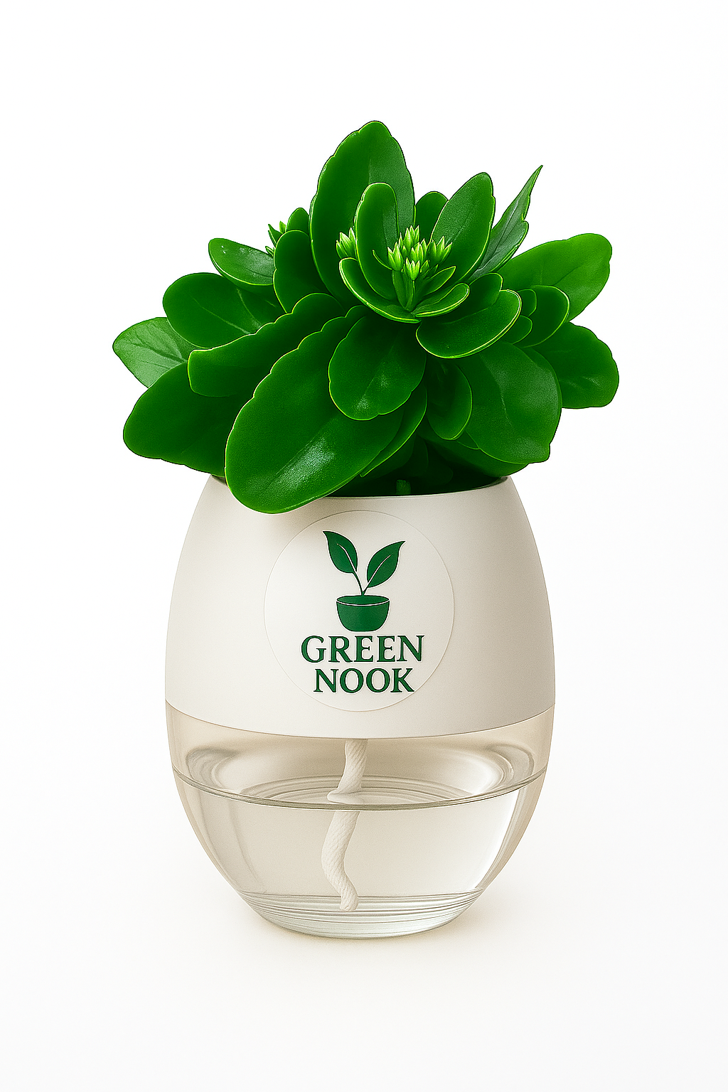 Bear Paw Kalanchoe Succulent Crassula natural live indoor plant with self watering pot.