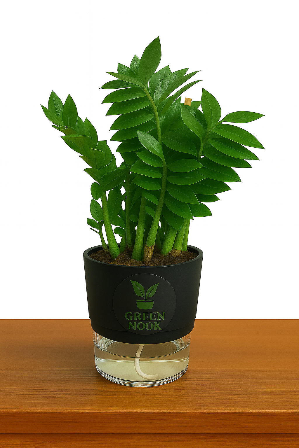 Zamioculas Zamiifolia plant live air purifying indoor plant with self watering pot.