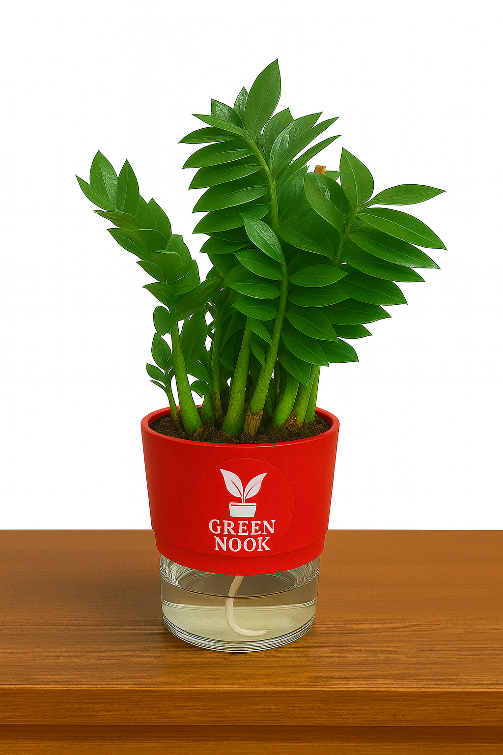 Zamioculas Zamiifolia plant live air purifying indoor plant with self watering pot.