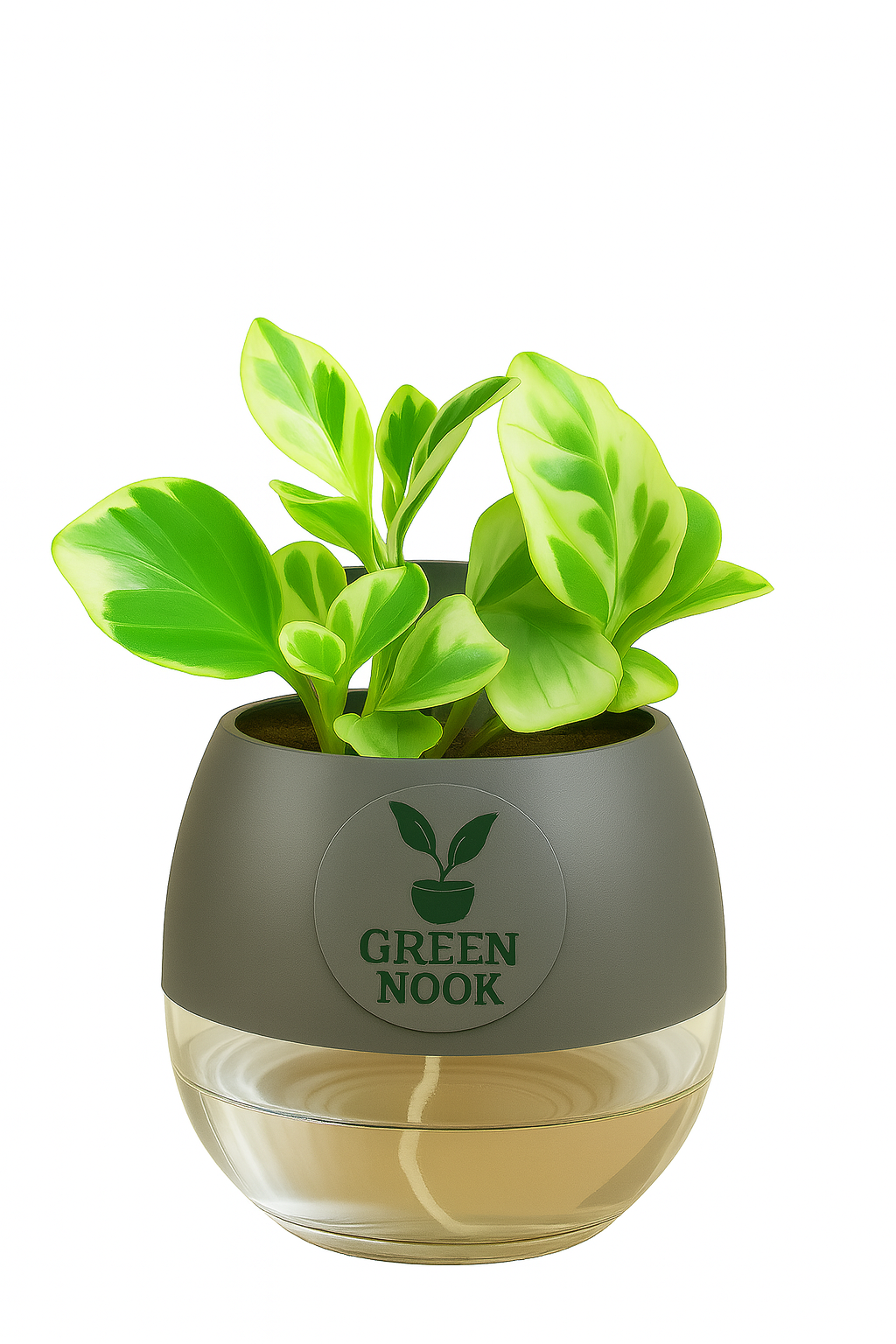 Peperomia Variegated plant live air purifying indoor plant with self watering pot.