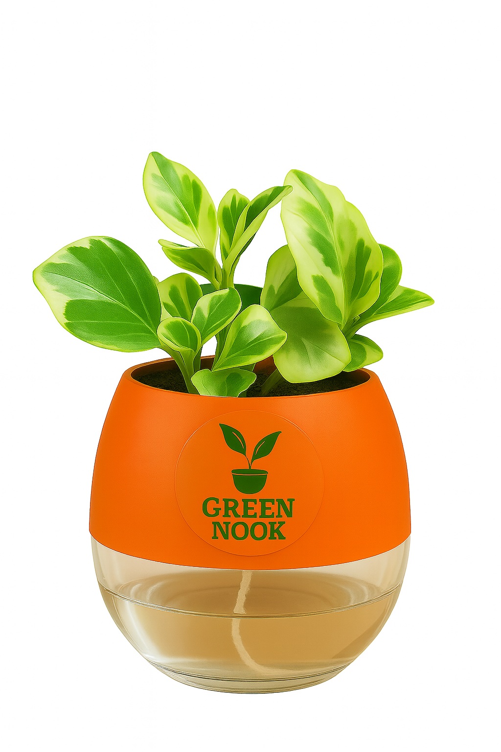 Peperomia Variegated plant live air purifying indoor plant with self watering pot.
