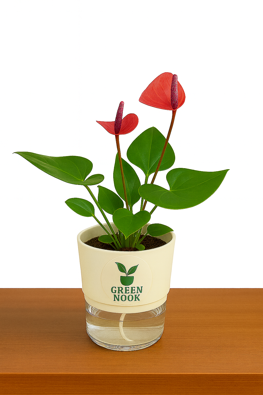 Anthurium Red plant flamingo flower plant live air purifying indoor plant with self watering pot.