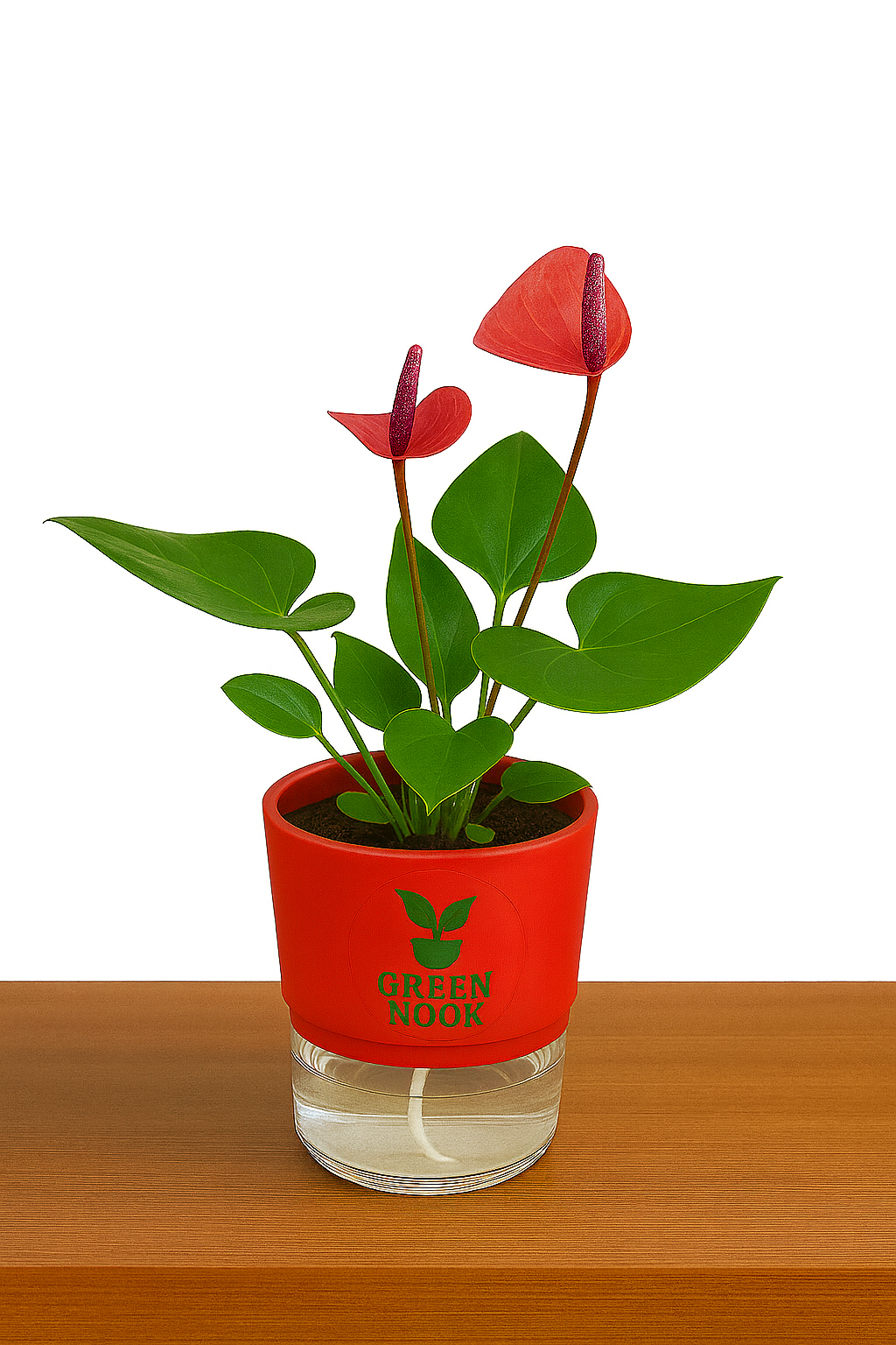 Anthurium Red plant flamingo flower plant live air purifying indoor plant with self watering pot.