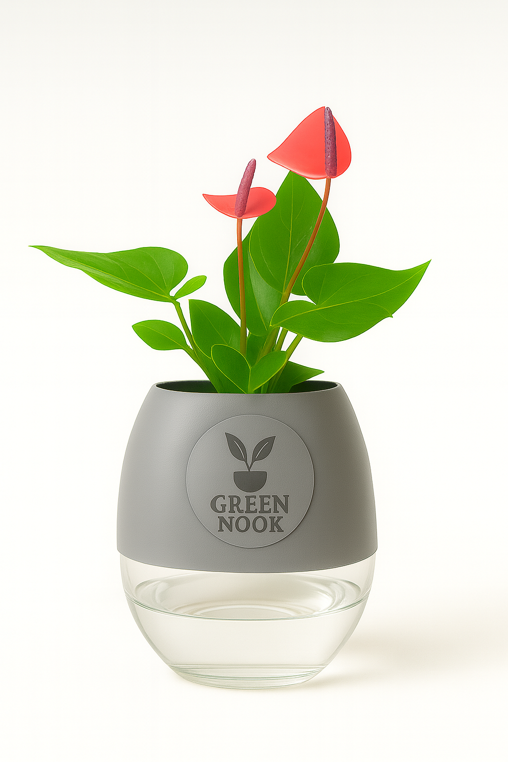 Anthurium Red plant flamingo flower plant live air purifying indoor plant with self watering pot.
