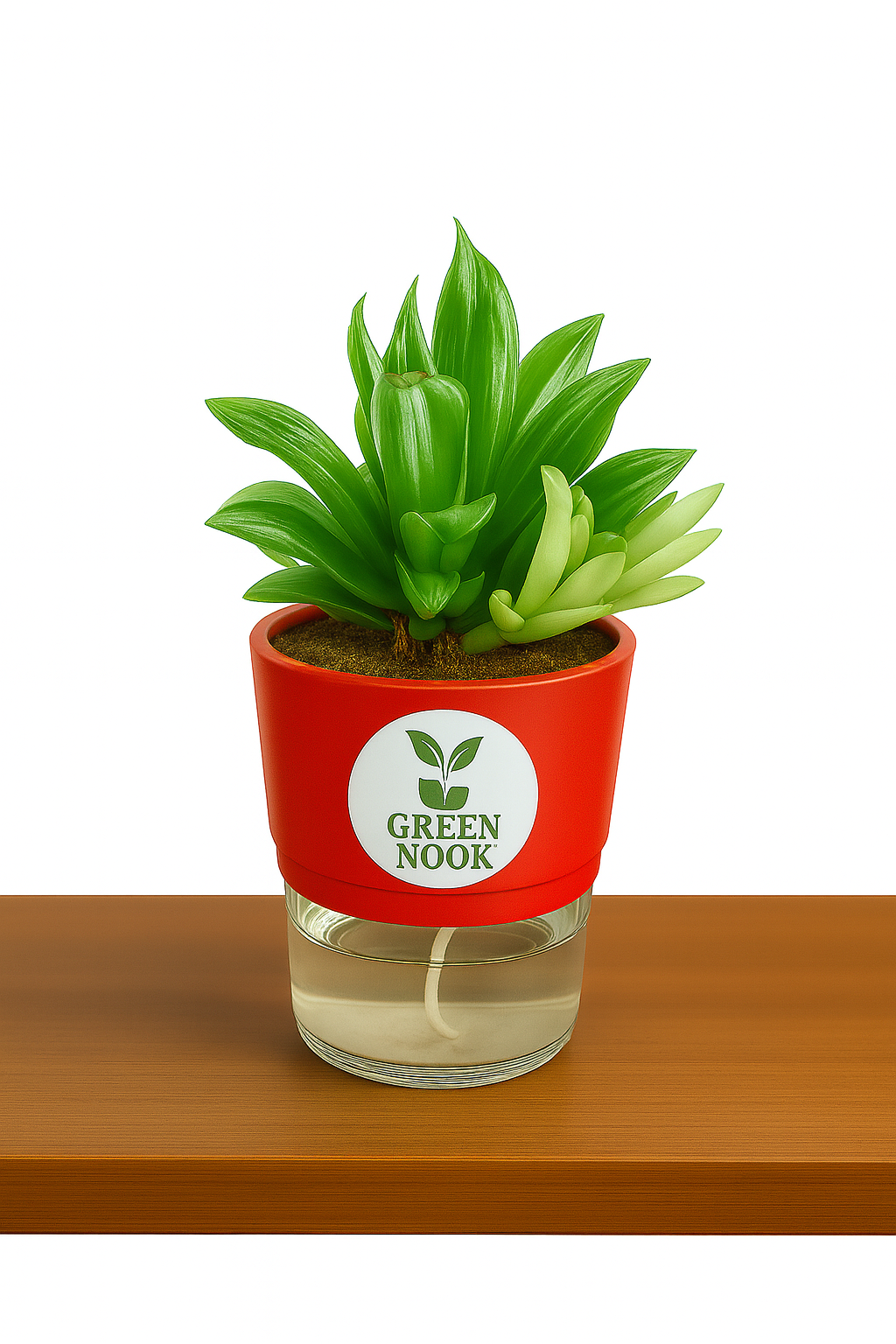 Haworthia limiforia plant live air purifying indoor plant with self watering pot.
