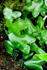 Heart leaf fern Plant