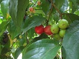 Lubica (COFFEE PLUM) Plant 2 feet Lowest price guaranteed