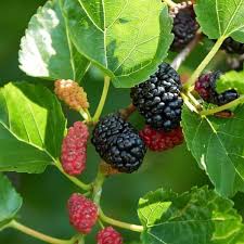 Mulberry plant