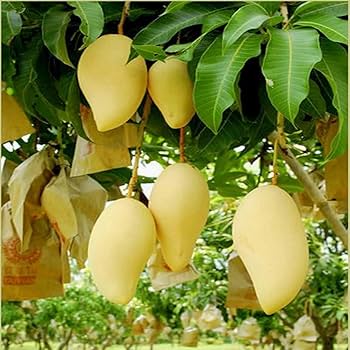 Hybrid mango tree 2 -3 feet Lowest price guarantee