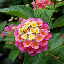 West Indian Lantana plant-multi color