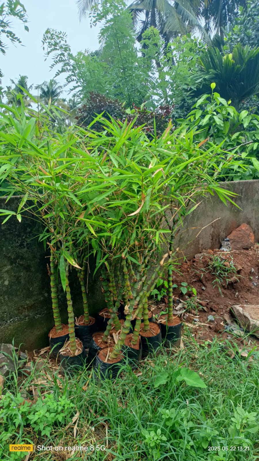 Golden Bamboo Plant- lowest price guarantee.