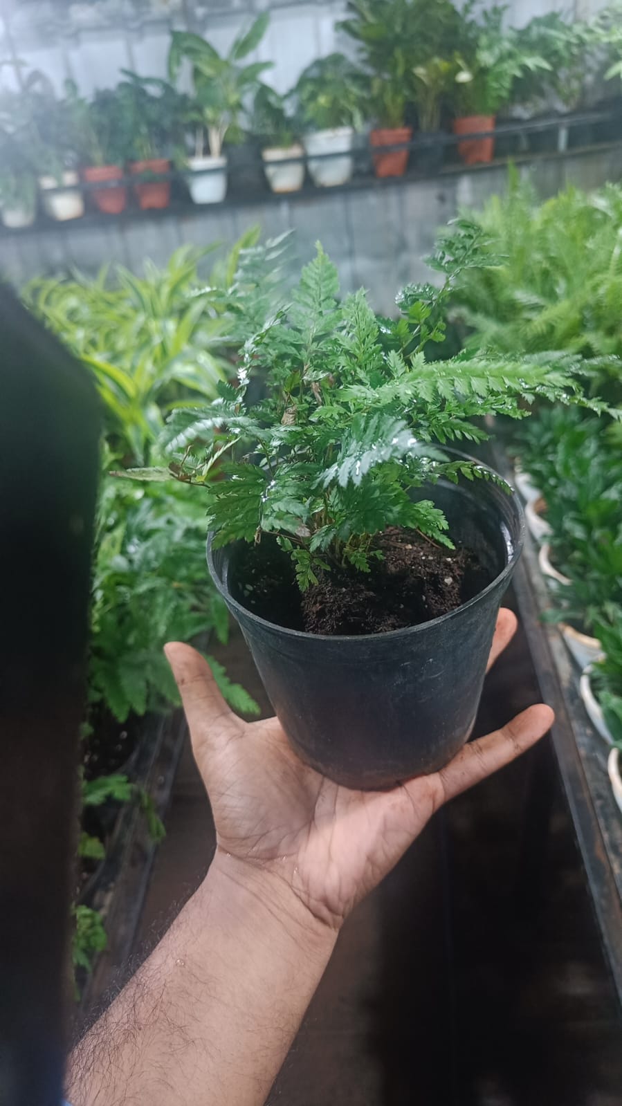 Araucaria plant live air purifying indoor plant with self watering pot.