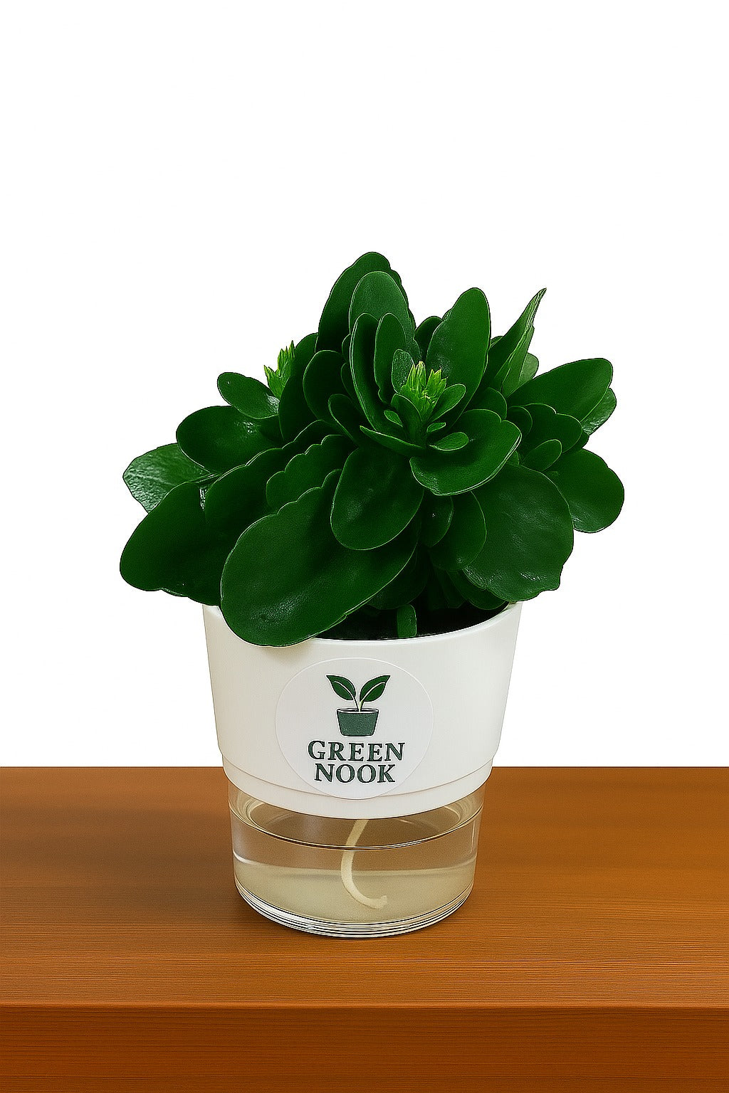 Bear Paw Kalanchoe Succulent Crassula natural live indoor plant with self watering pot.