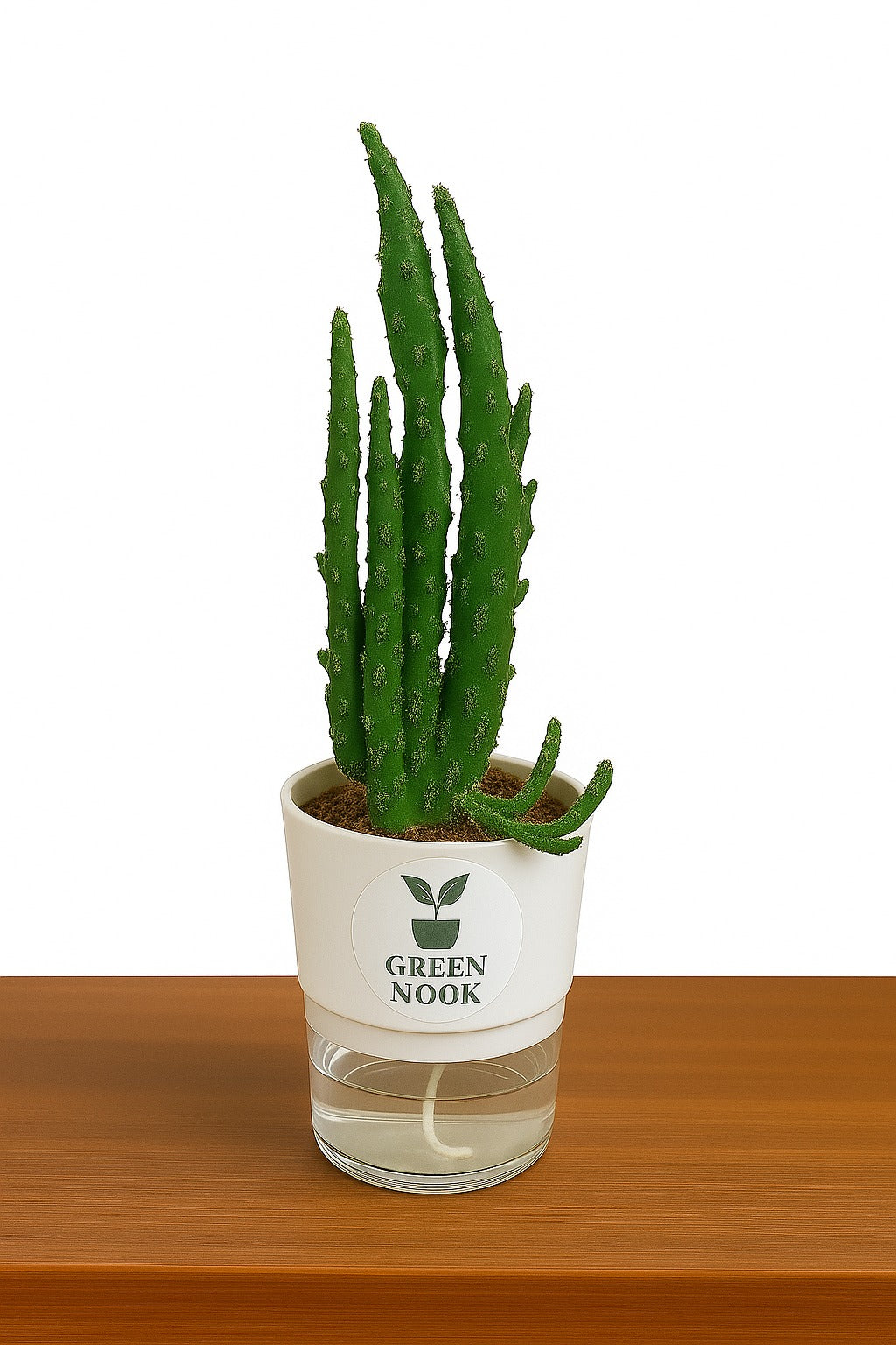 Elongated Cactus natural live indoor plant with self watering pot.