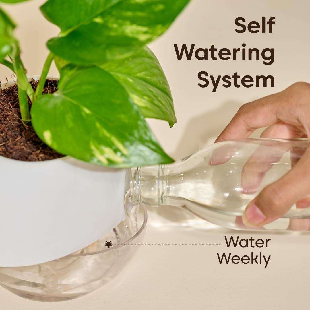 Self Watering Pot for indoor plants -Terry type-Pack of 3.
