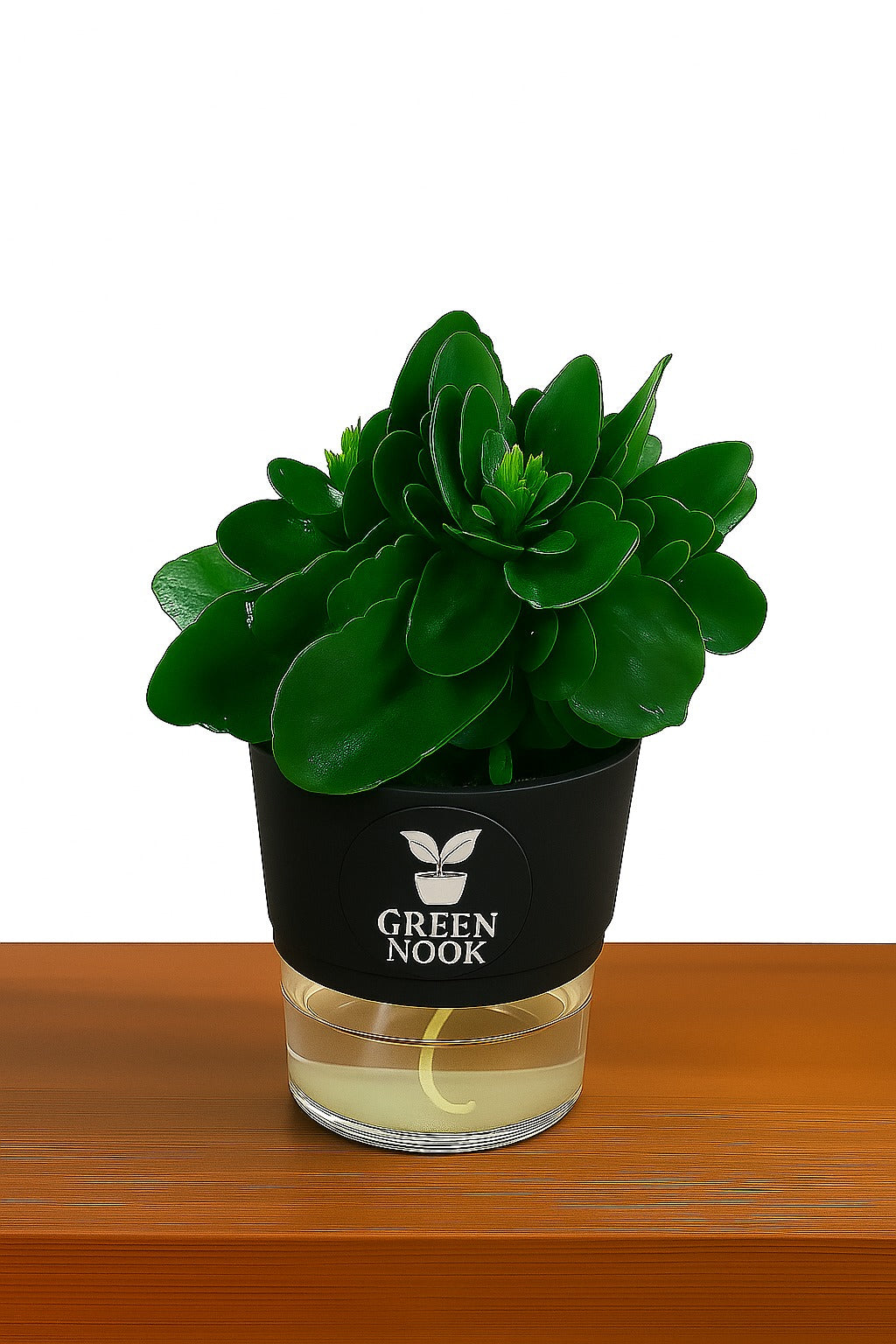 Bear Paw Kalanchoe Succulent Crassula natural live indoor plant with self watering pot.