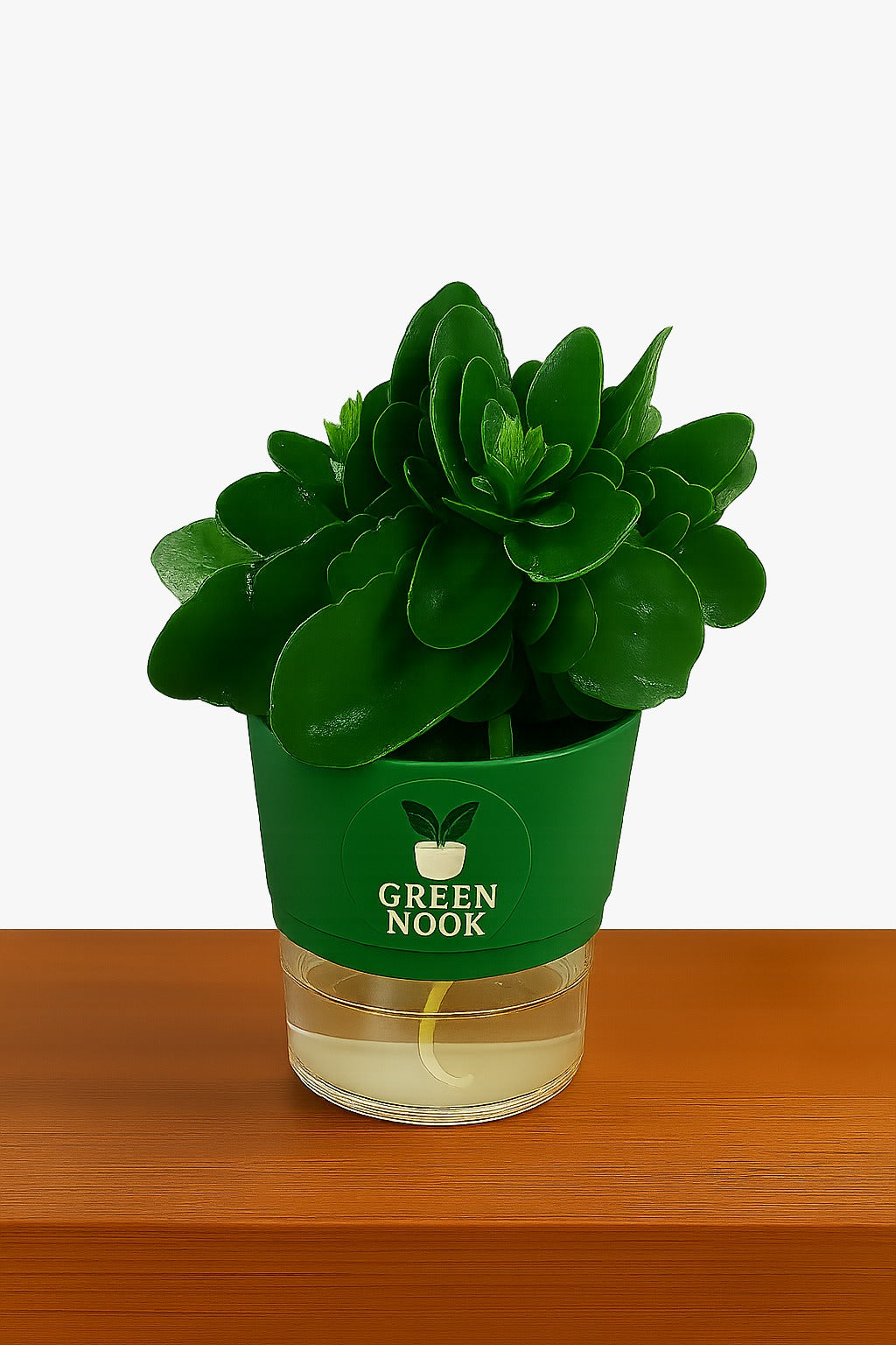 Bear Paw Kalanchoe Succulent Crassula natural live indoor plant with self watering pot.