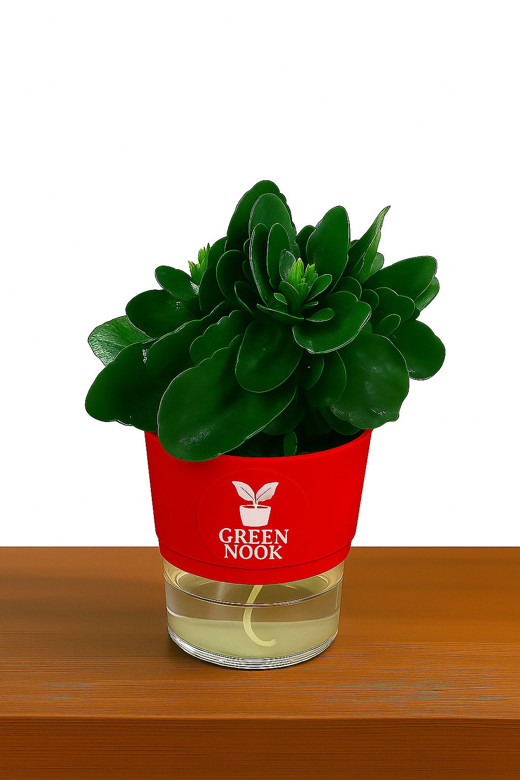 Bear Paw Kalanchoe Succulent Crassula natural live indoor plant with self watering pot.