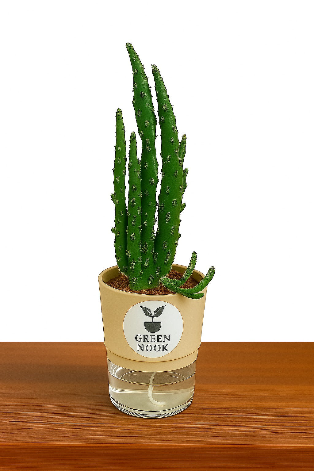Elongated Cactus natural live indoor plant with self watering pot.